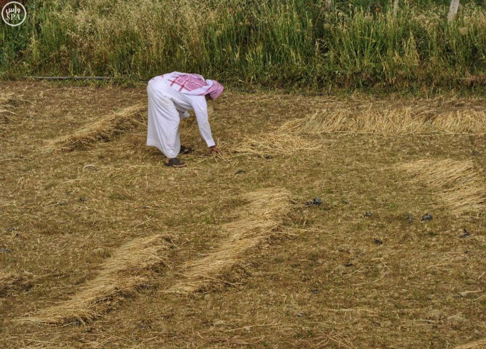 AgricultureinSaudi11012018